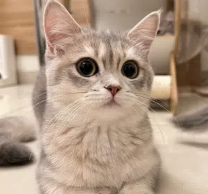 cutecats 