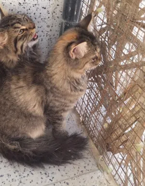 قطط للبيع في الخوير