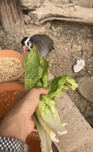 للبيع زوج حجل عماني منتج