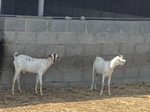 للبيع تيوس