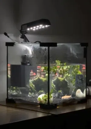 ..اسماكFor sell fish whit aquarium