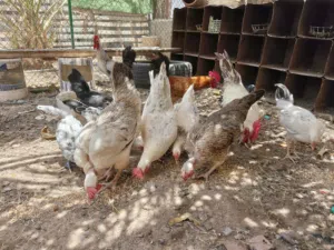 دجاج عماني