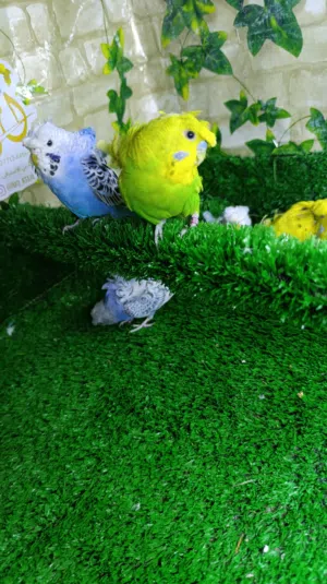 متاح طيور حب هاجرمو خط اول 4 زواج بيعه وحده