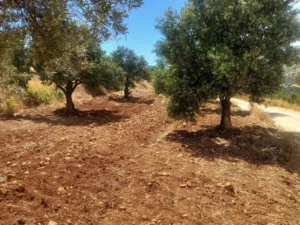 Commercial Land for Sale in Jerash Other