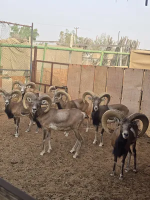 ‏غنم‏0