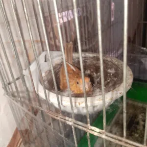 جوز كناري.....