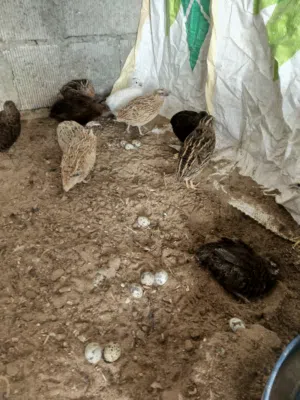 سمان بياض....  وبيض سمان