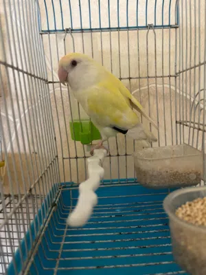 طيور روز طيره جاهزه اليفه ميه ميه وفحلين حب هوقو رومو موجودات في الزرقاء
