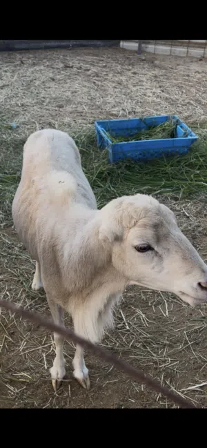 كبش فحل منتج من الحلال اليمني