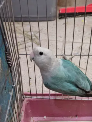 بسم الله تبارك الرحمن انت يا روز اللهم بارك