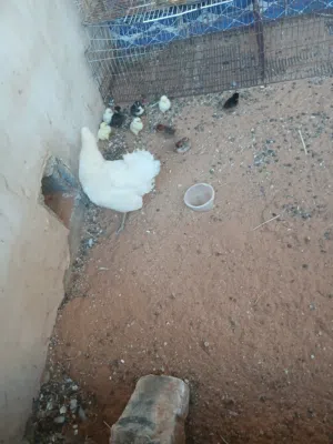 دجاجه عربيه ربي ايبارك تحتها 9