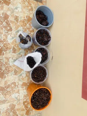 تمر حائل للبيع اقرأ الوصف