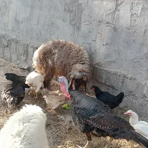 ‏غنم‏2