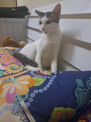 mano local cat free adoption full traind hain