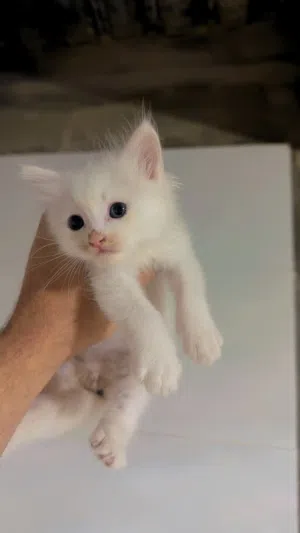قط شيرازي للبيع ذكر