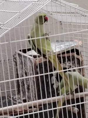 ببغاء الدره زوج