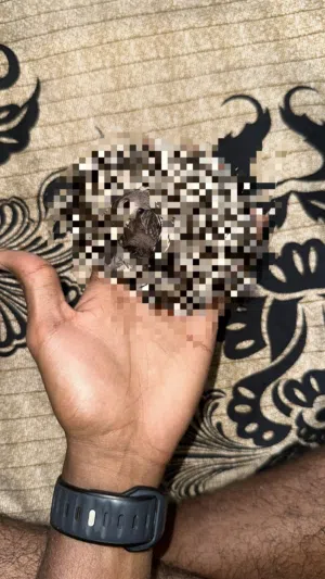 قنافذ بصحة ممتازة قنفذ HEDGEHOG