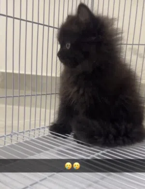 قطه صغيره 5 شهورkitten for sale
