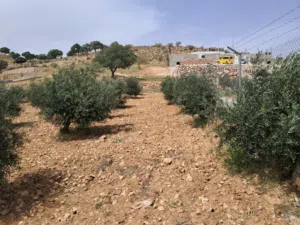 Farm Land for Sale in Zarqa Sarout