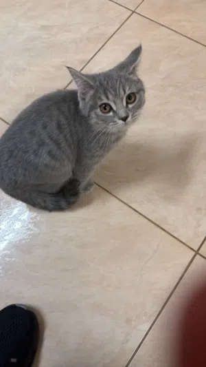 قط  ذكر  جميل  للبيع.. 3 شهور و نصف