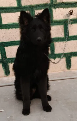 جيرمن شيبرد بيور مواصفات عالمية