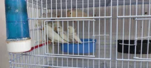 روز البينو عين حمراء اقرا الوصف