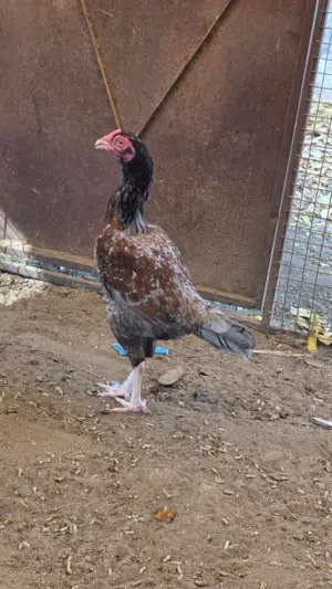 امورهن طيبه ودجاجه منتجه