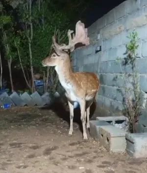 ‏غزلان‏4