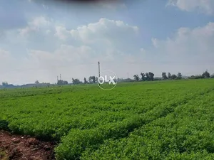 ‏خمس طوابق وأكثر ‏.‏ 260 م٢ ‏.‏ المالك‏2