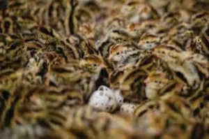 صيصان سمان للبيع