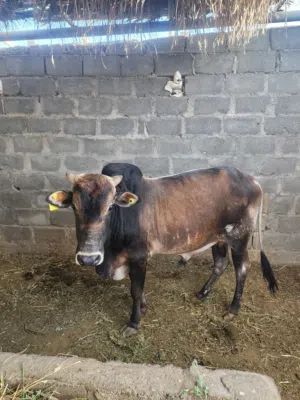 ثور مطعوم  للبيع