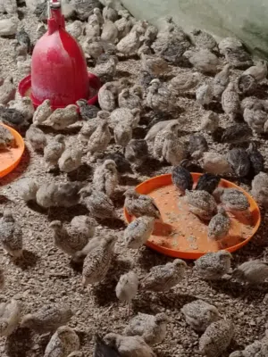 متوفر طيور السمان اربع حبات بريال دجاج عمانيات الحبه بريال والدجاج الهندي بريال الوزن 800 جرام