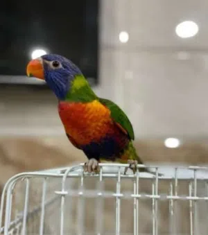 اتبنه جميع أنواع الطيور