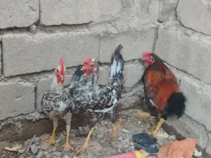 ثلاث ديوجة بسعر 25 الف بس