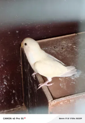موجود دكر و طرف انتاج