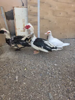 بط مسكوفي مصري منتج حجم كبير