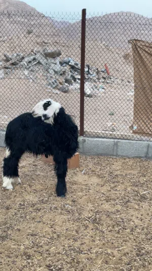 للبيع كبش نجدي مشروع فحل