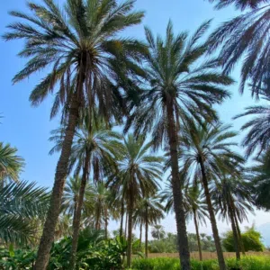 ابو فيصل الحارثي