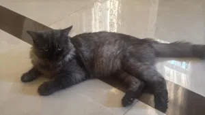 قط مهجور من اهله