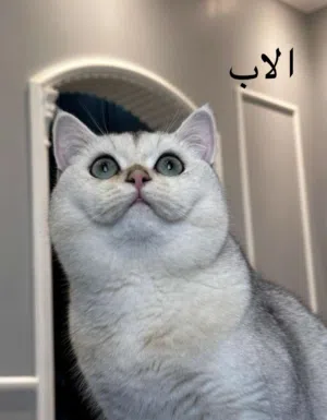 الجاد ومهتم يتواصل وياي