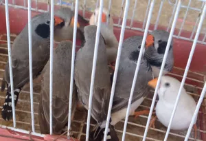زيبرة 5ازواج