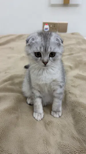 Scottish Fold ( Male ) Three months cat for sale