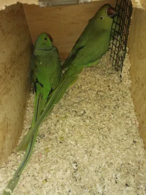 مجموعة طيور شوف الوصف