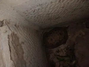 سلحفاة ذكر حجم صغير للتزاوج وغيره اللي بده يقتني سلحفاة