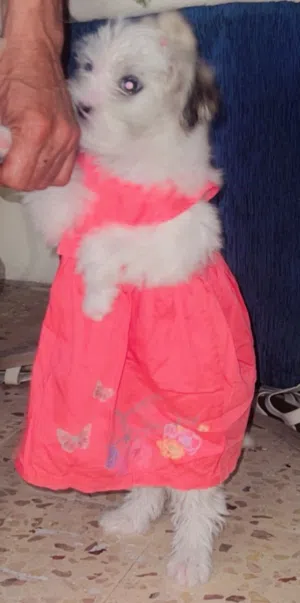 نوعها فرنش
