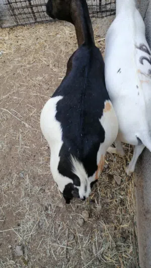 تيوس مطعومات فتره طويله
