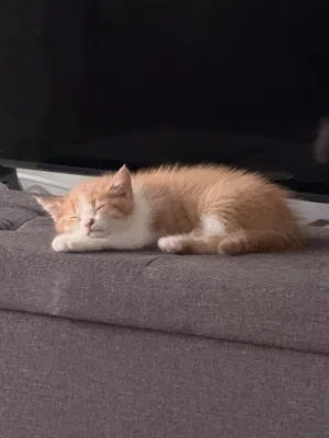 قط ذكر شيرازي ميكس British Shorthair 45 يوم