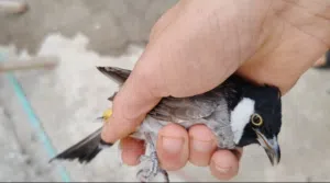 بلبل صيد منطقه فحل خشن