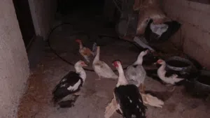 بط مصري للبيع