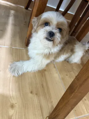 Dog for sale 100 bd